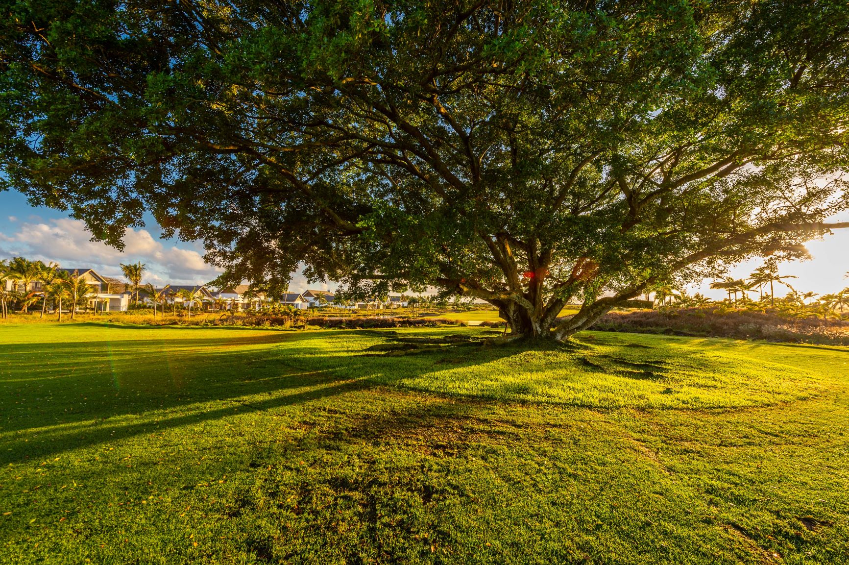The trees are a key feature of this heritage property.