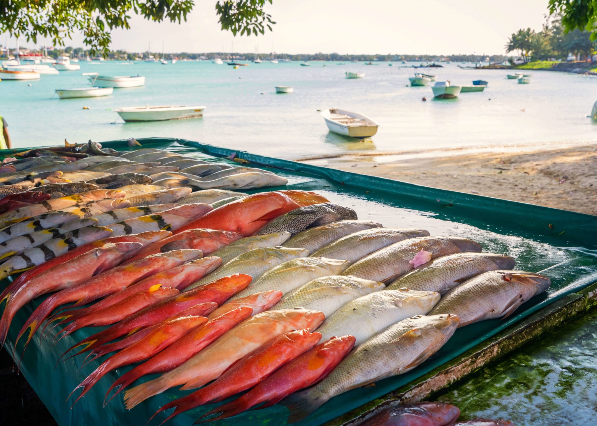 Fresh fish